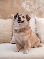 Dog Collar Leather Beige