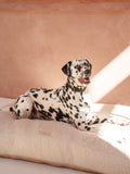 Dog Cushion Bouclé Ecru