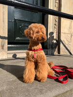 Harnais en cuir rouge pour chien